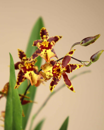 Oncidium 'Titanium treasure'