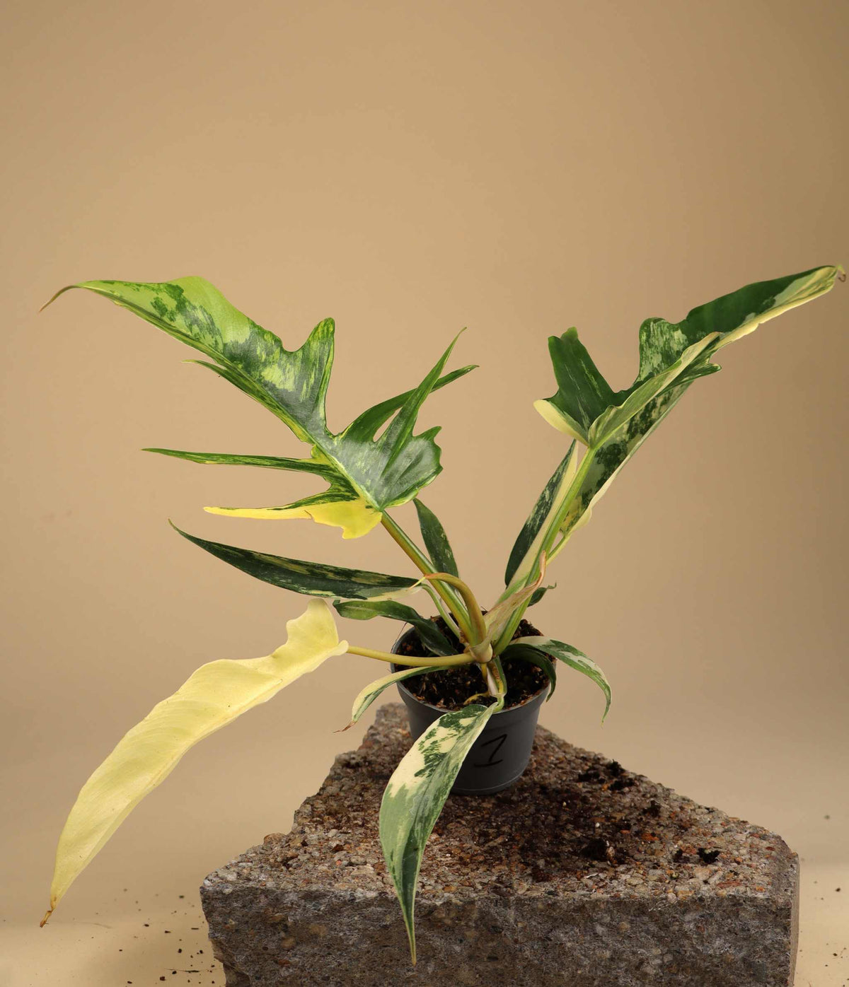 Philodendron 'Florida beauty x Tortum'