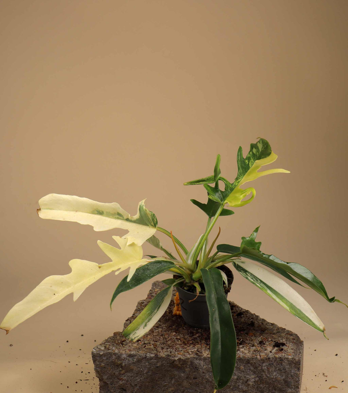Philodendron 'Florida beauty x Tortum'