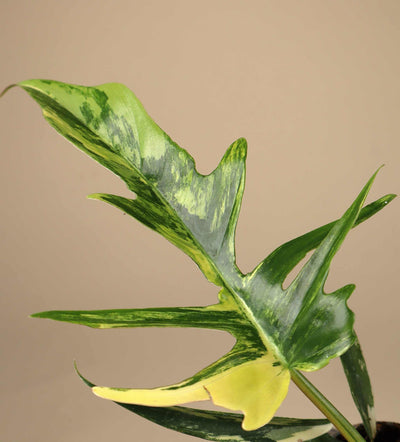 Philodendron tortum x florida beauty