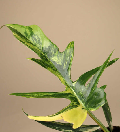 Philodendron 'Florida beauty x Tortum'