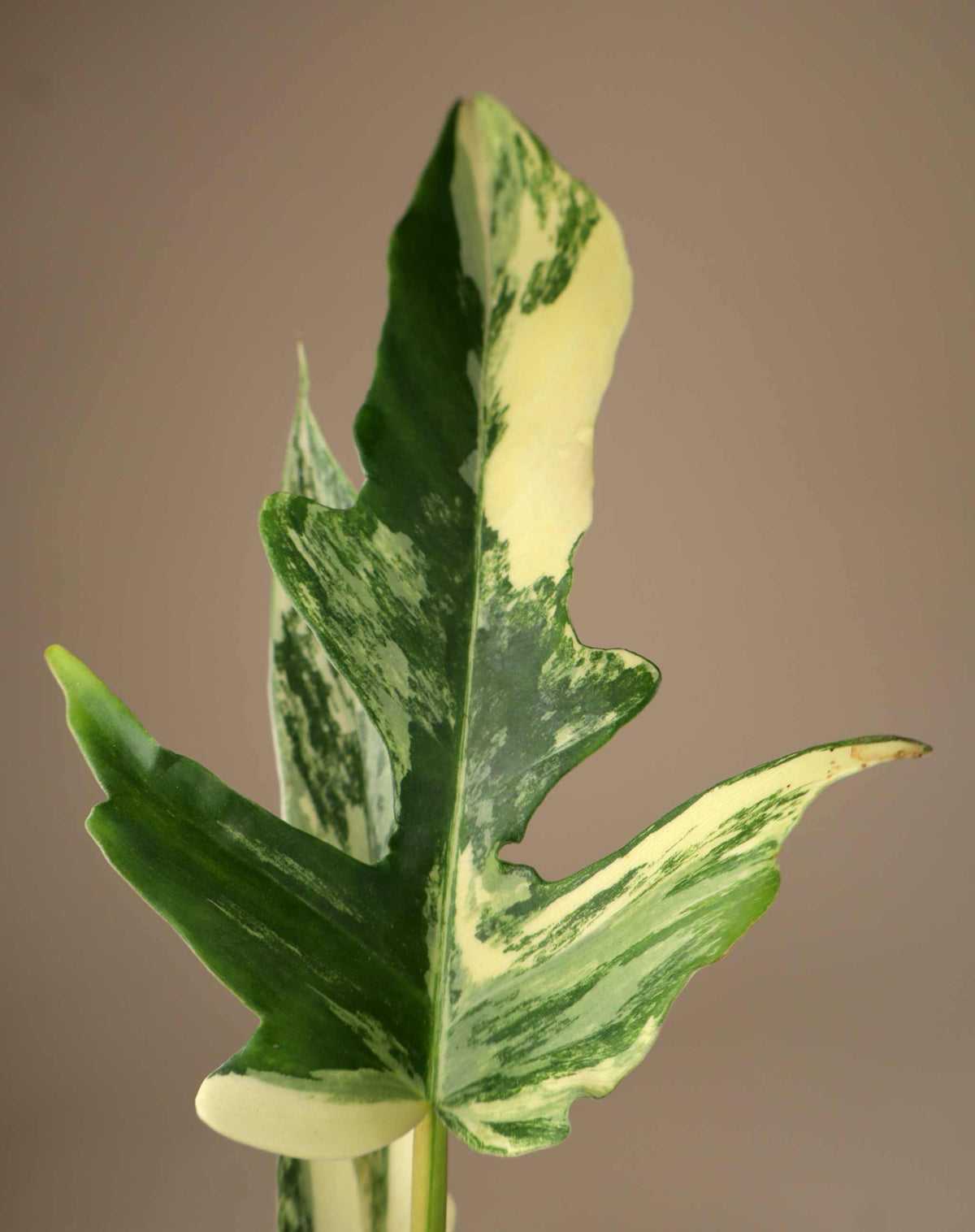 Philodendron 'Florida beauty x Tortum'