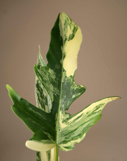 Philodendron 'Florida beauty x Tortum'