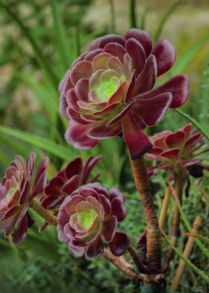 Aeonium arboreum | Stor trädtaklök
