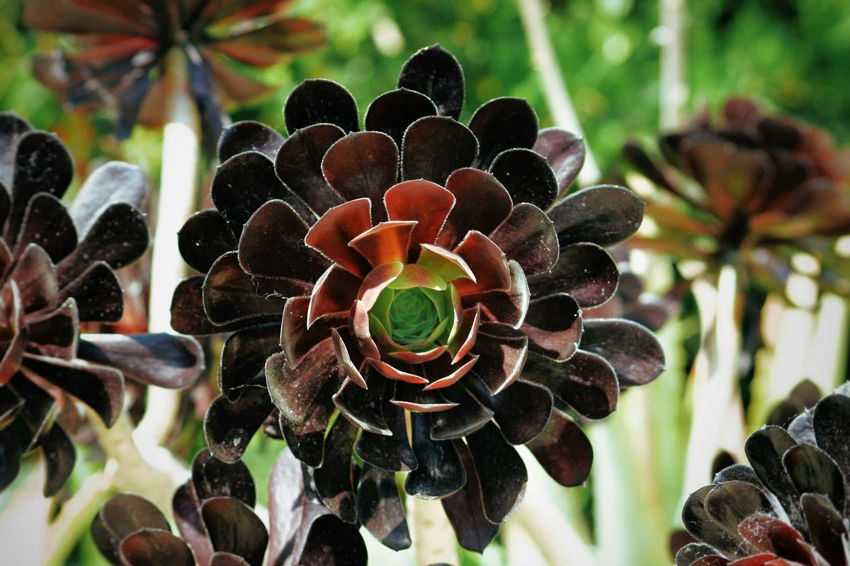 Aeonium arboreum | Stor trädtaklök