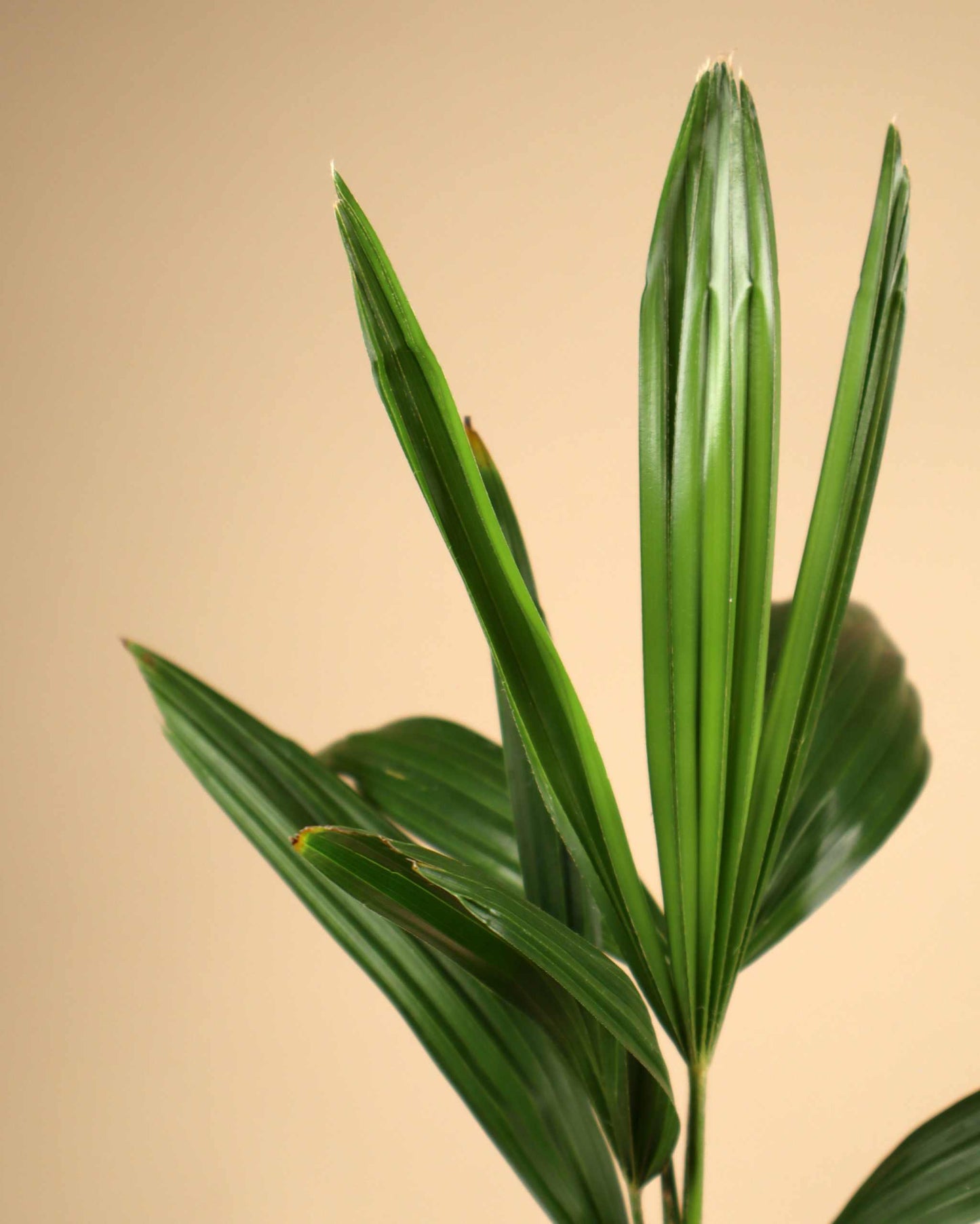 Chinesische Hanfpalme