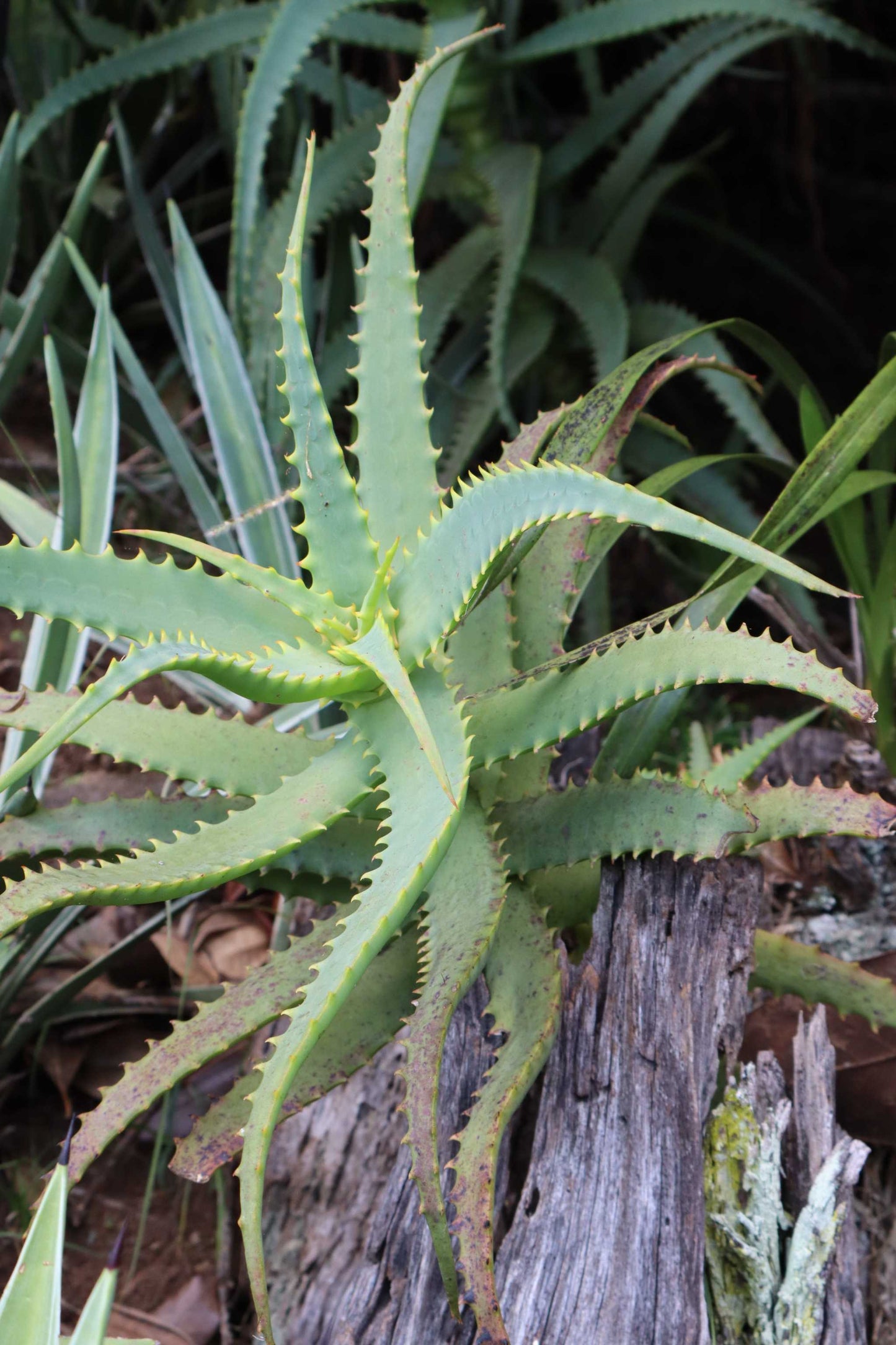Baumaloe 'Aloe arborescens'