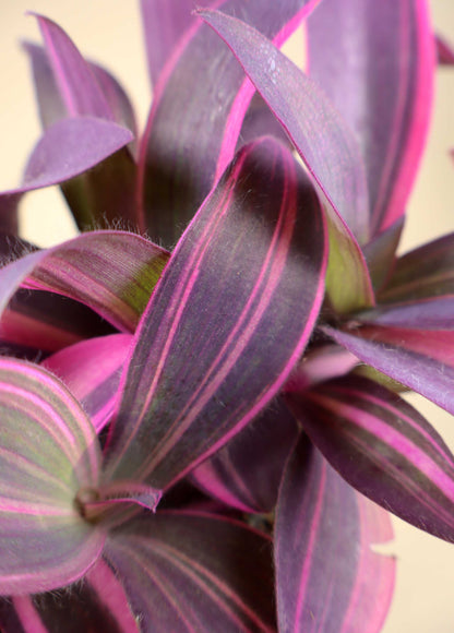 Tradescantia pallida 'Pink Stripe'