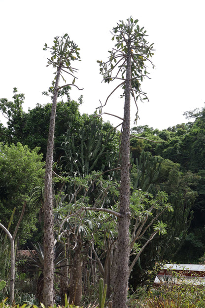 Brasiliopuntia 'Brazilian prickly pear' (edible fruits)