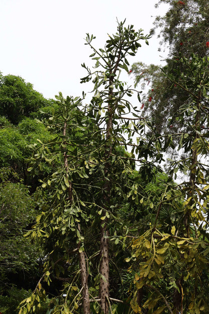 Brasiliopuntia 'Brazilian prickly pear' (edible fruits)