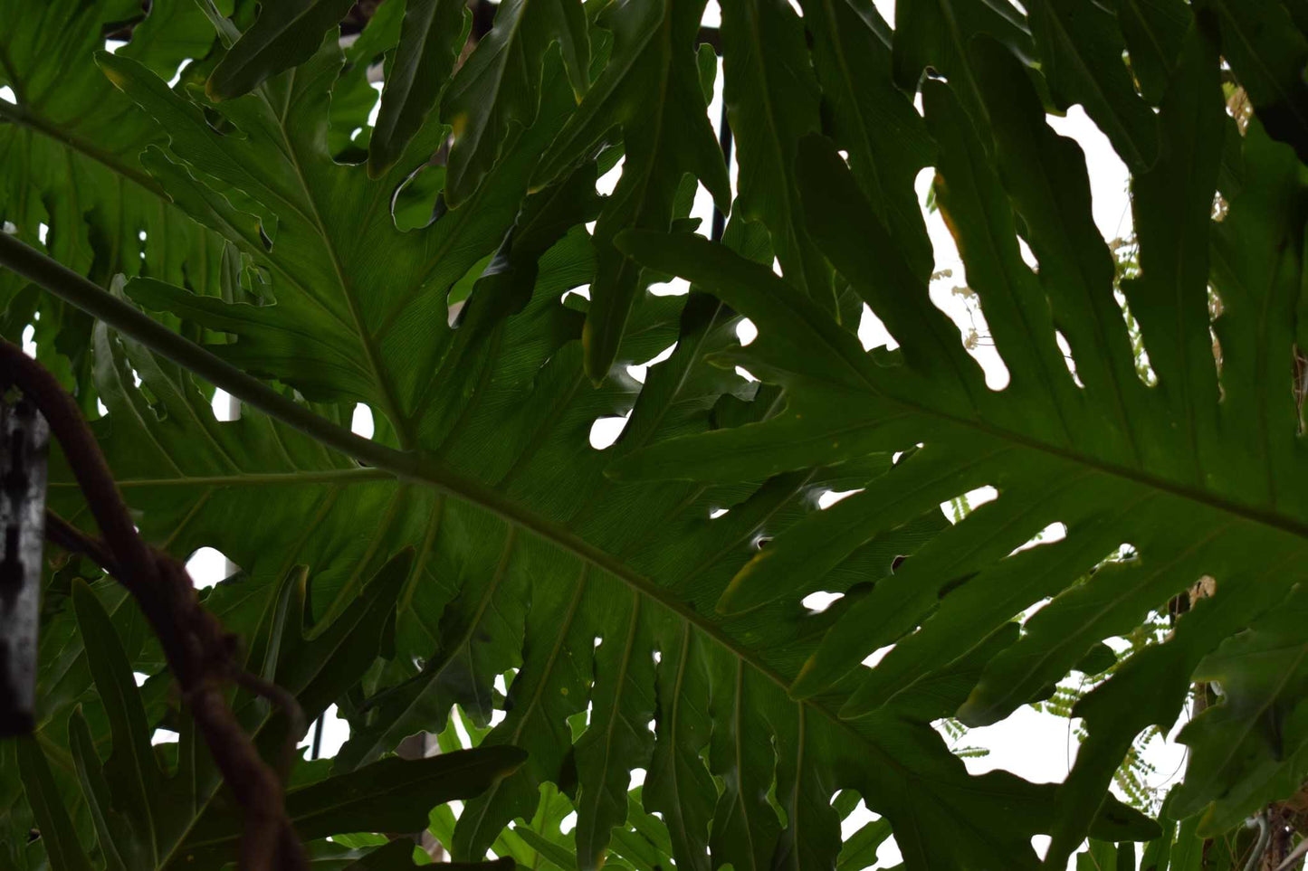 Philodendron bipinnatifidum