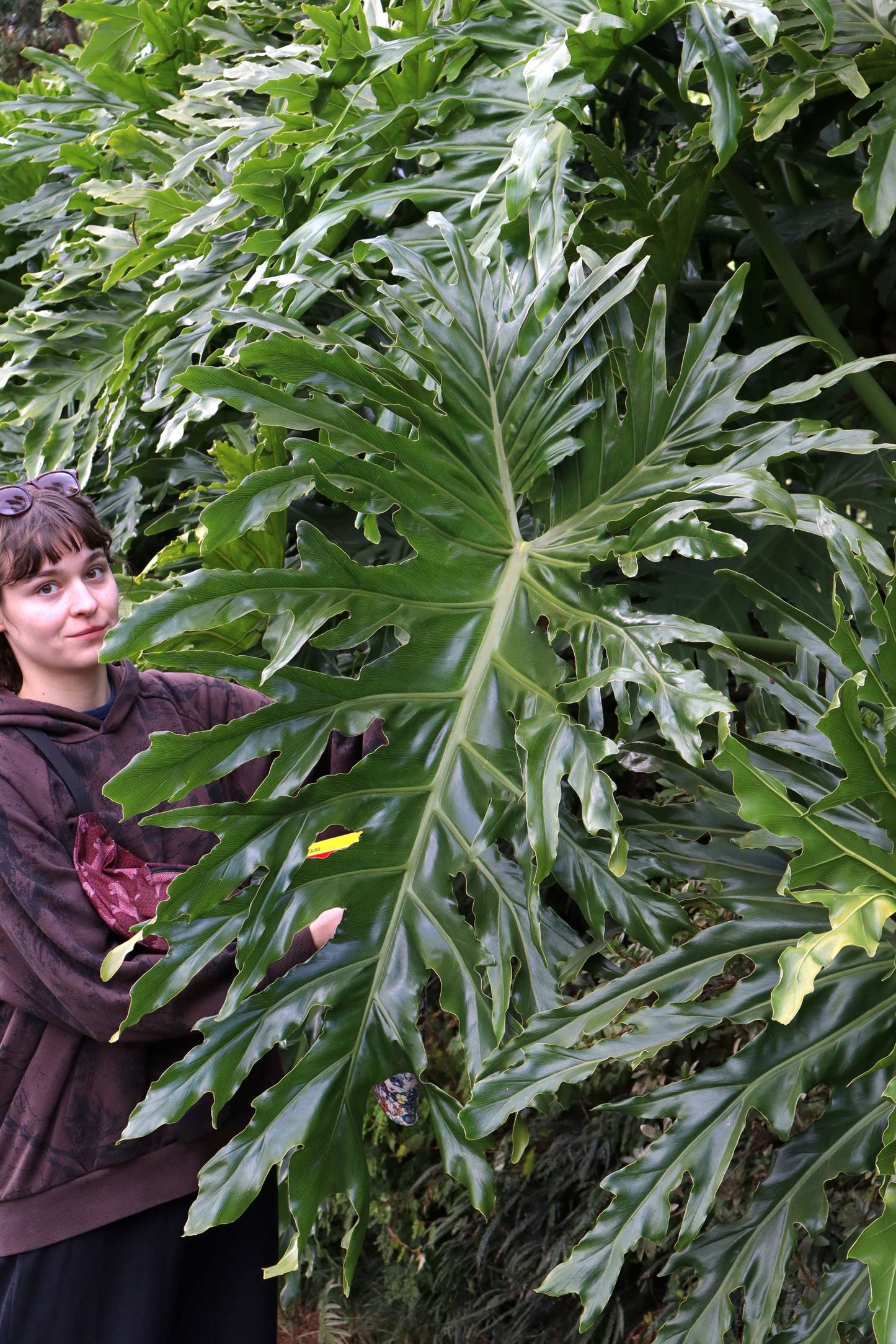 Philodendron bipinnatifidum