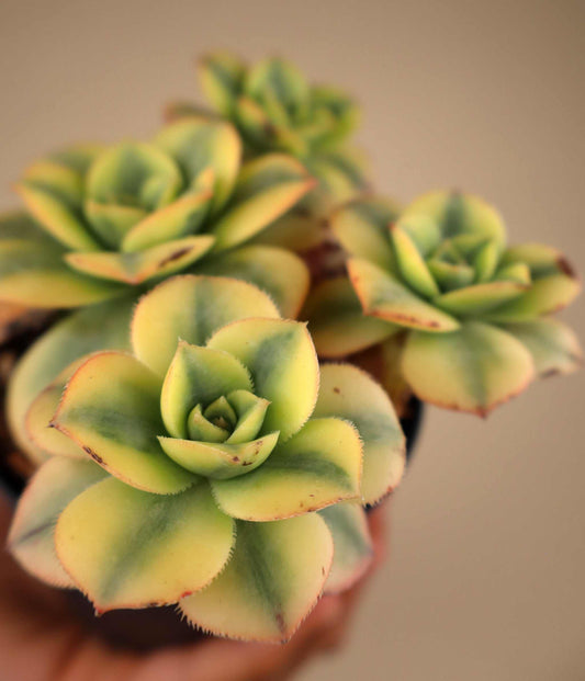 Aeonium 'florescens' | Trädtaklök