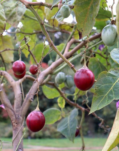 Tamarillo 'Solanum betaceum' edible