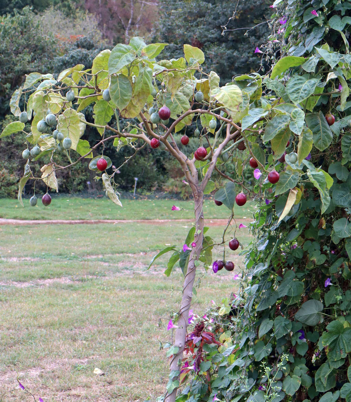 Tamarillo 'Solanum betaceum' edible