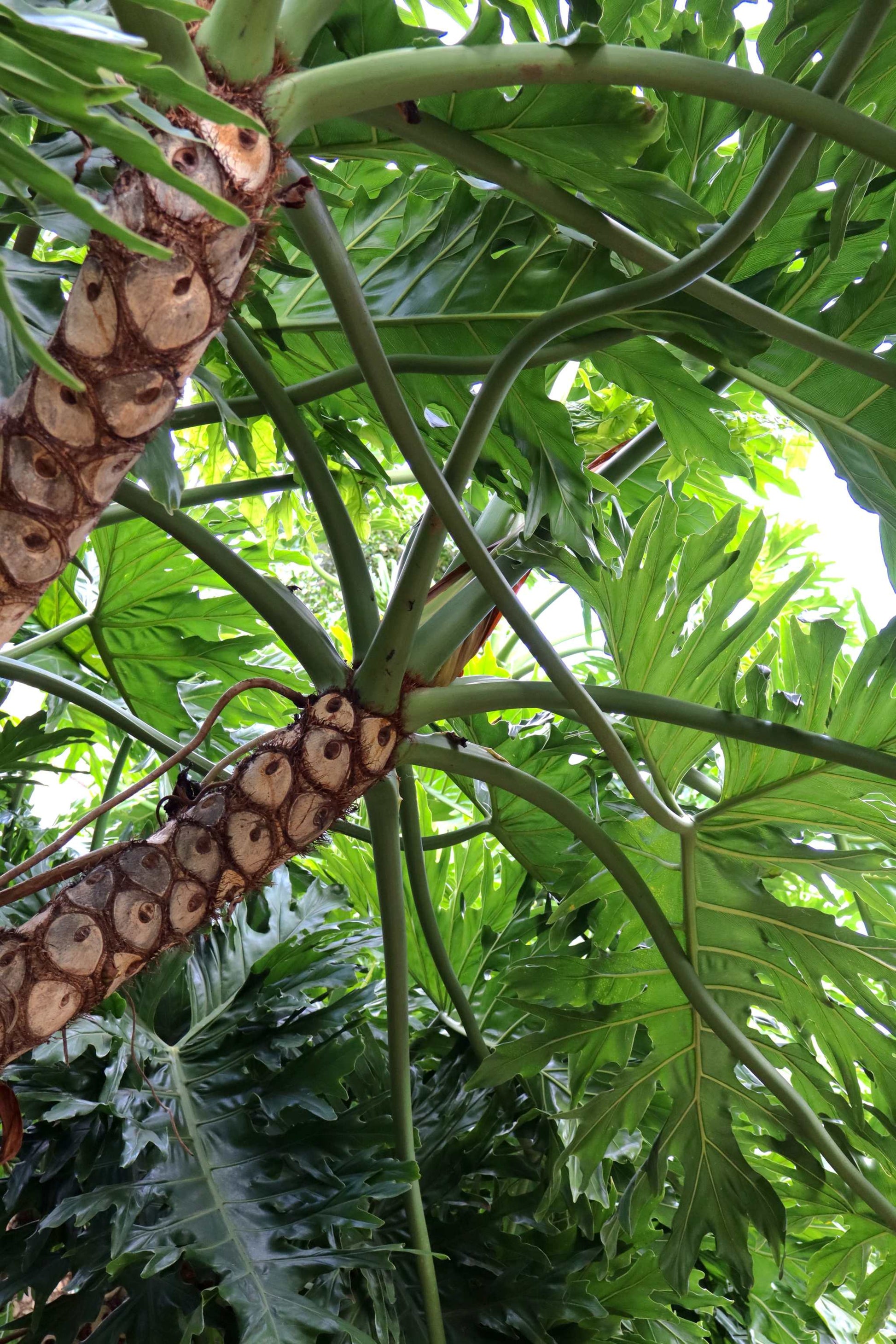 philodendron woody stem Philodendron Bipinnatifidum