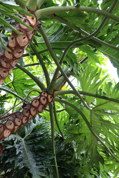 Philodendron bipinnatifidum