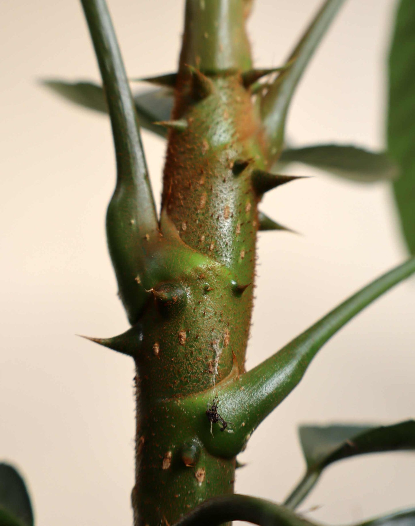 Trevesia burckii