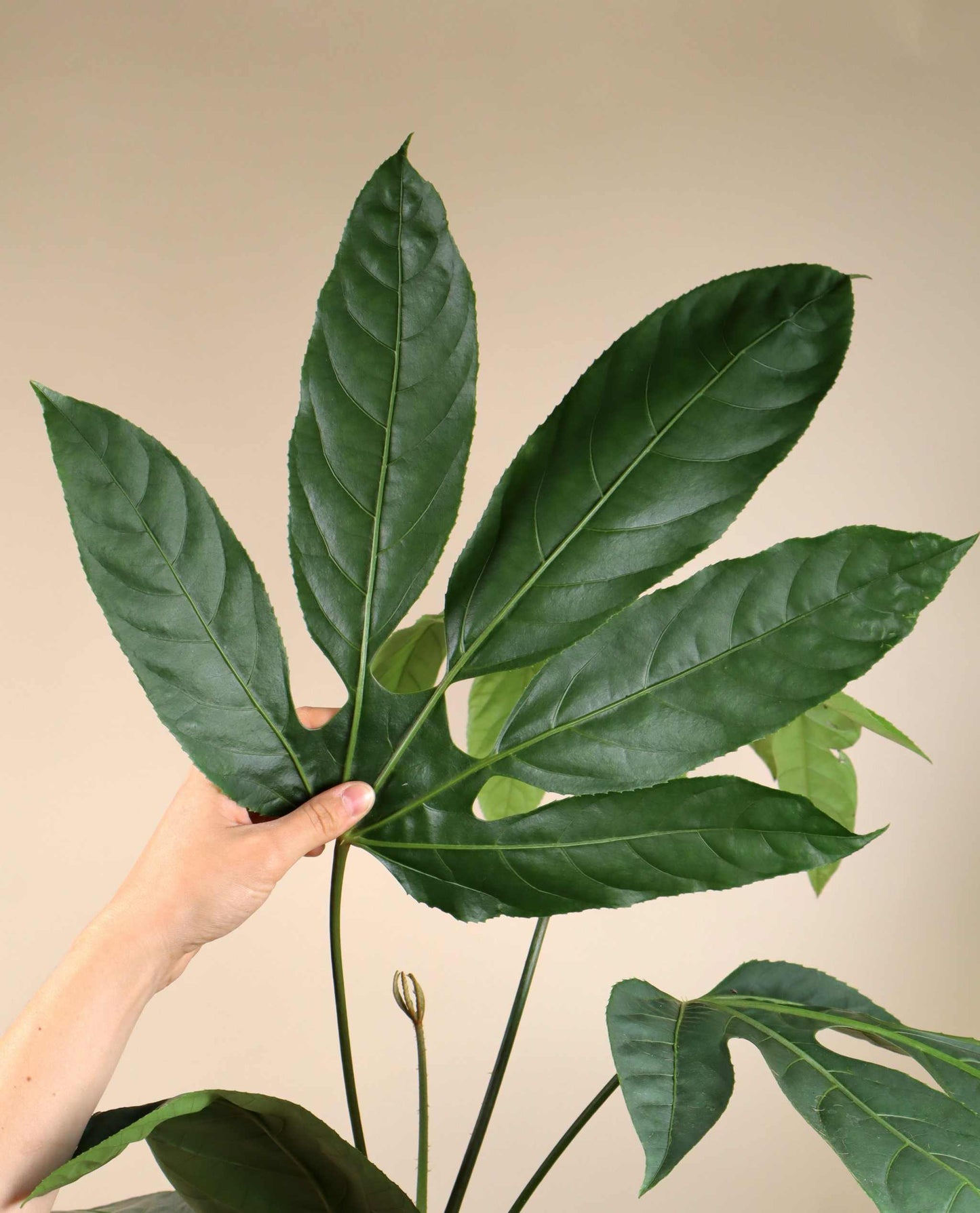 Trevesia burckii