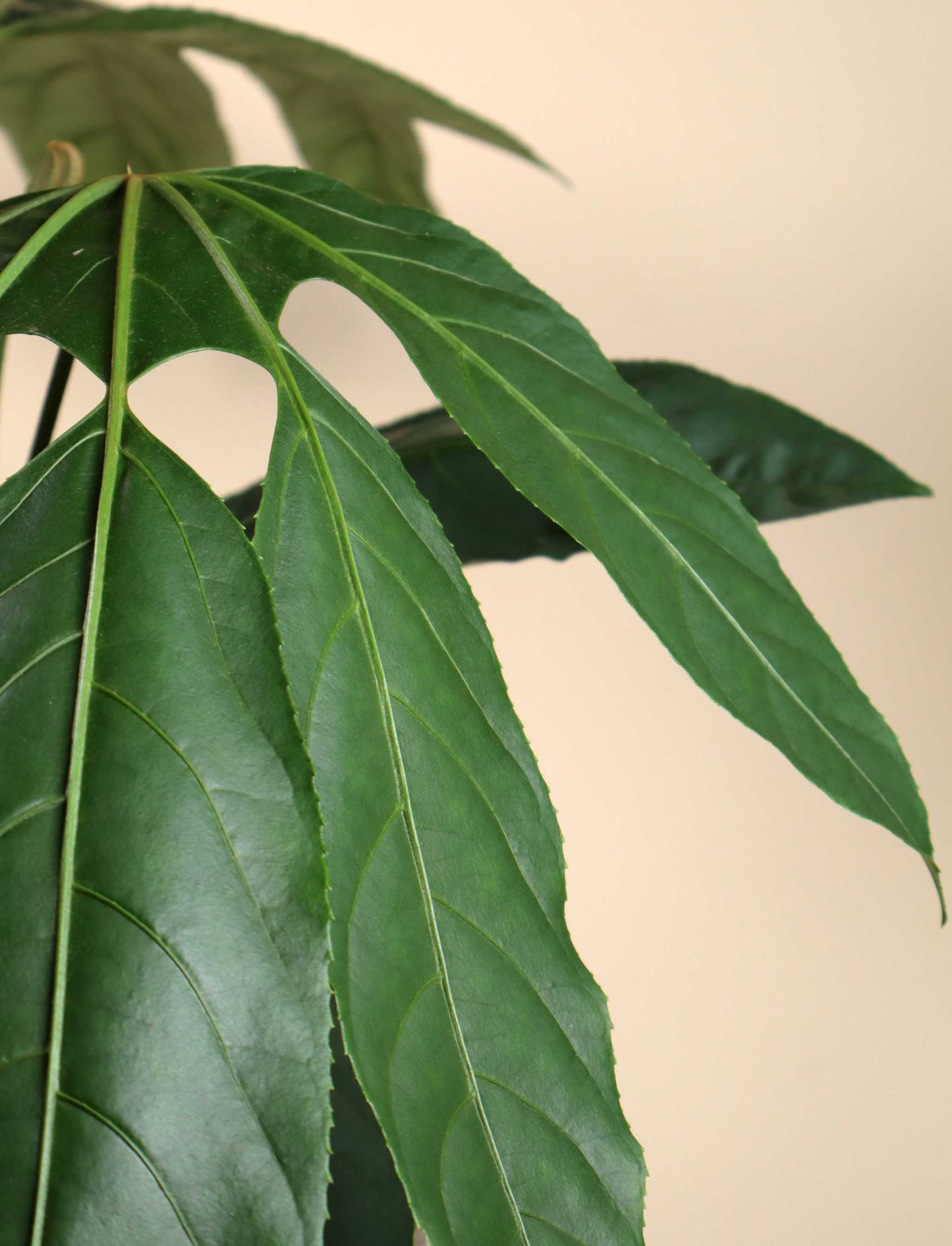 Trevesia burckii