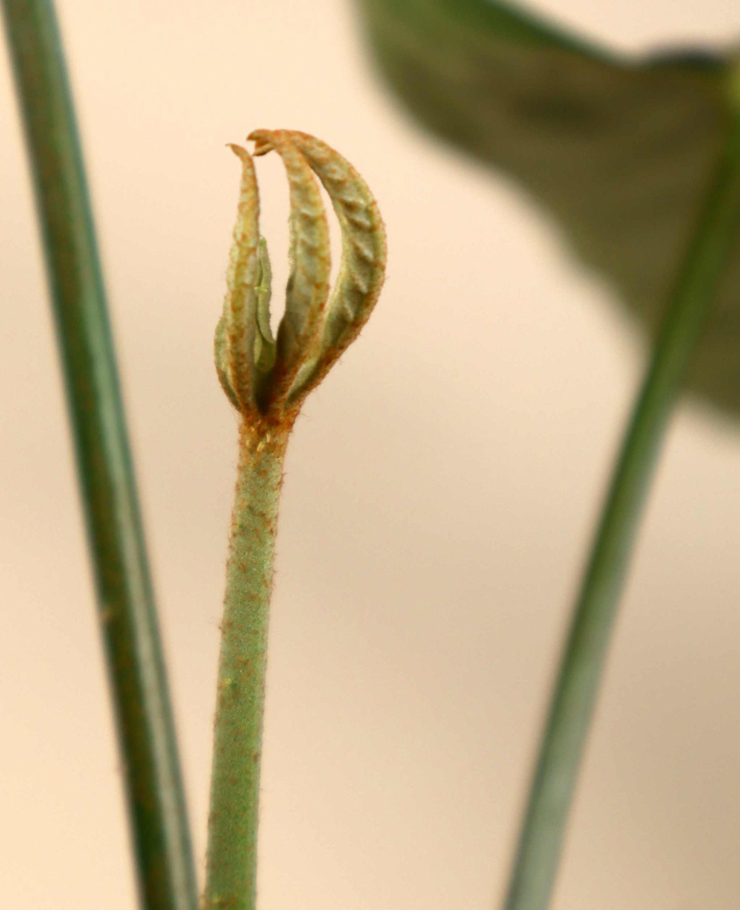 Trevesia burckii