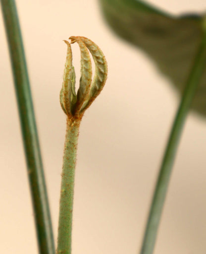 Trevesia burckii