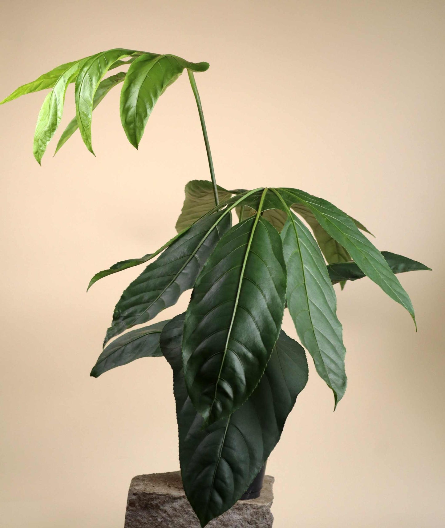 Trevesia burckii