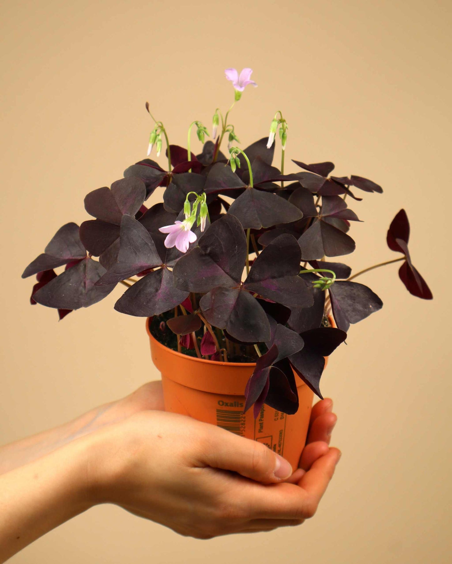 Triangeloxalis 'Oxalis triangularis'