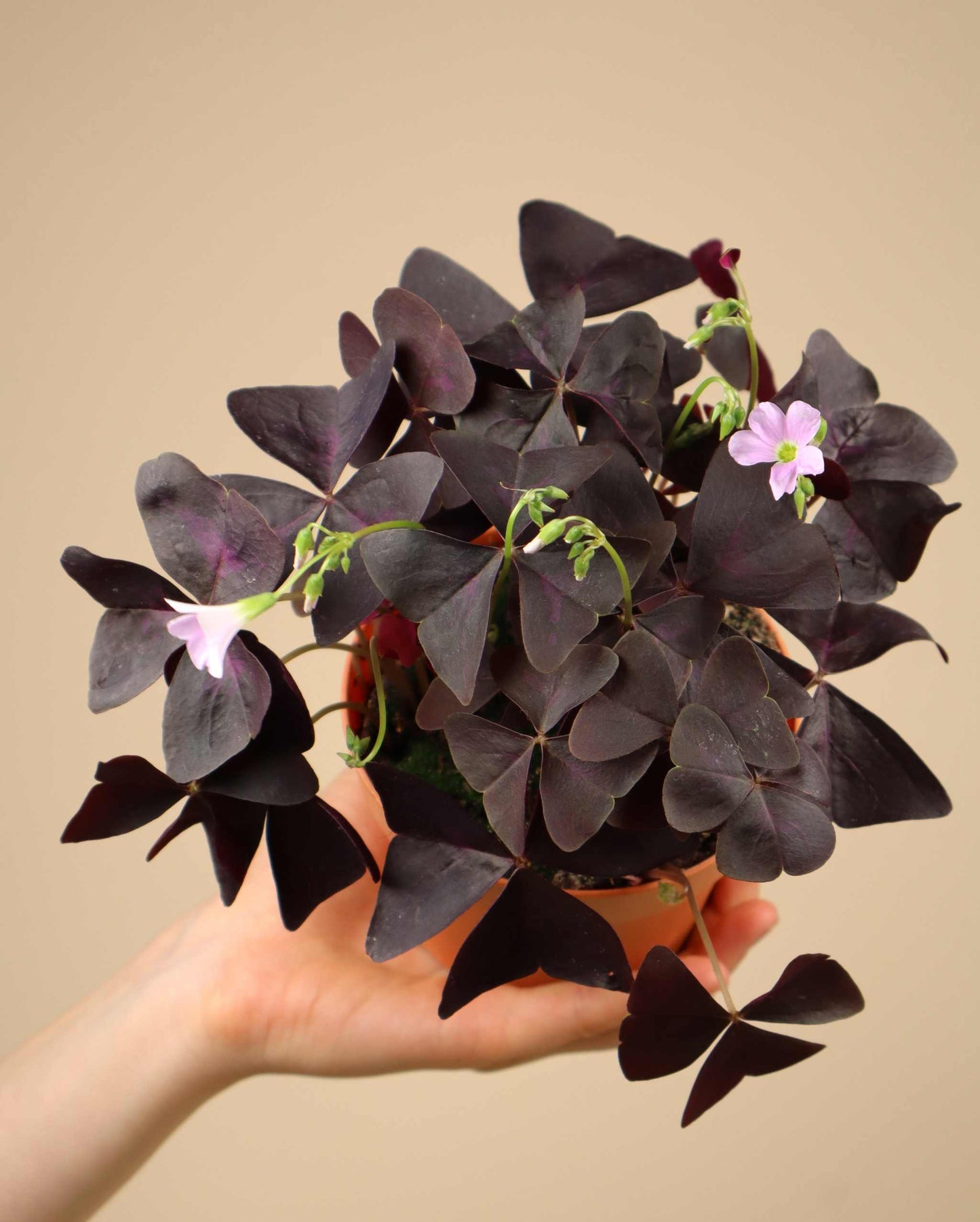 Triangeloxalis 'Oxalis triangularis'