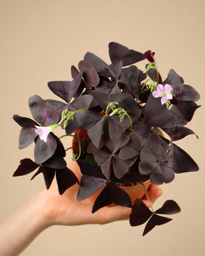 Triangeloxalis 'Oxalis triangularis'