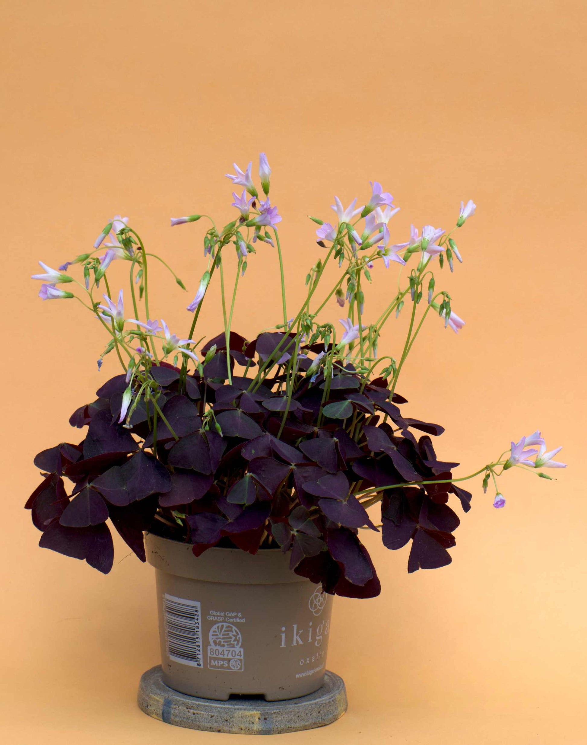 Triangeloxalis 'Oxalis triangularis'
