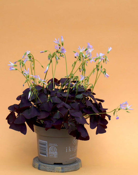 Triangeloxalis 'Oxalis triangularis'