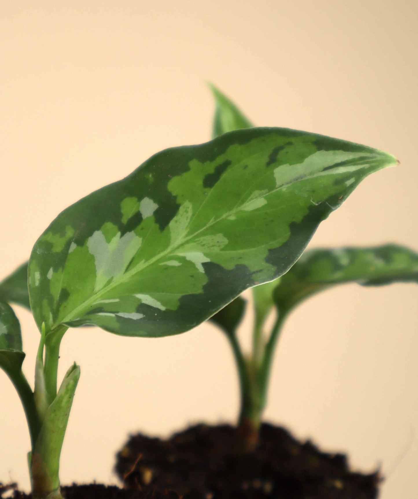 Aglaonema pictum tricolor