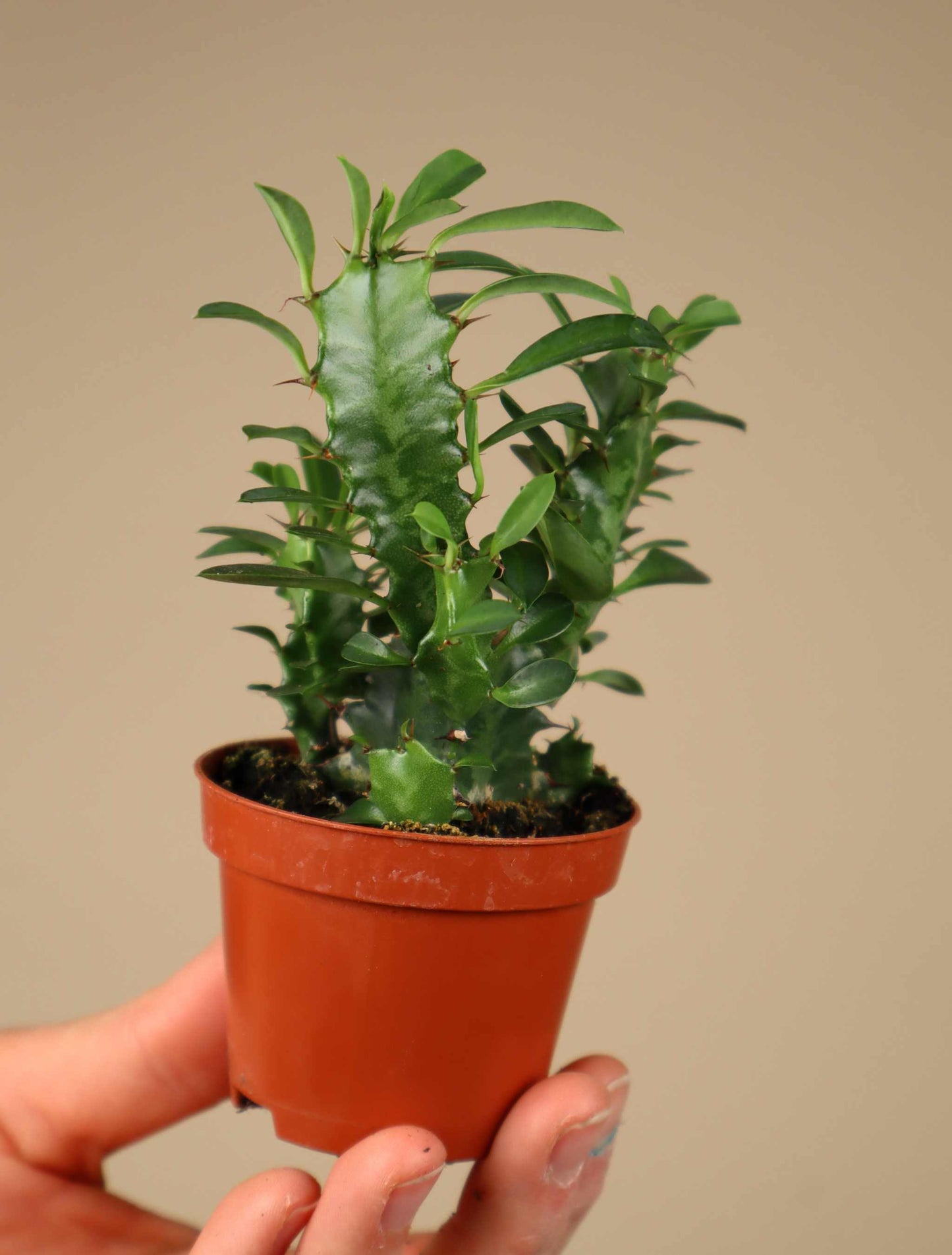 Euphorbia trigona 