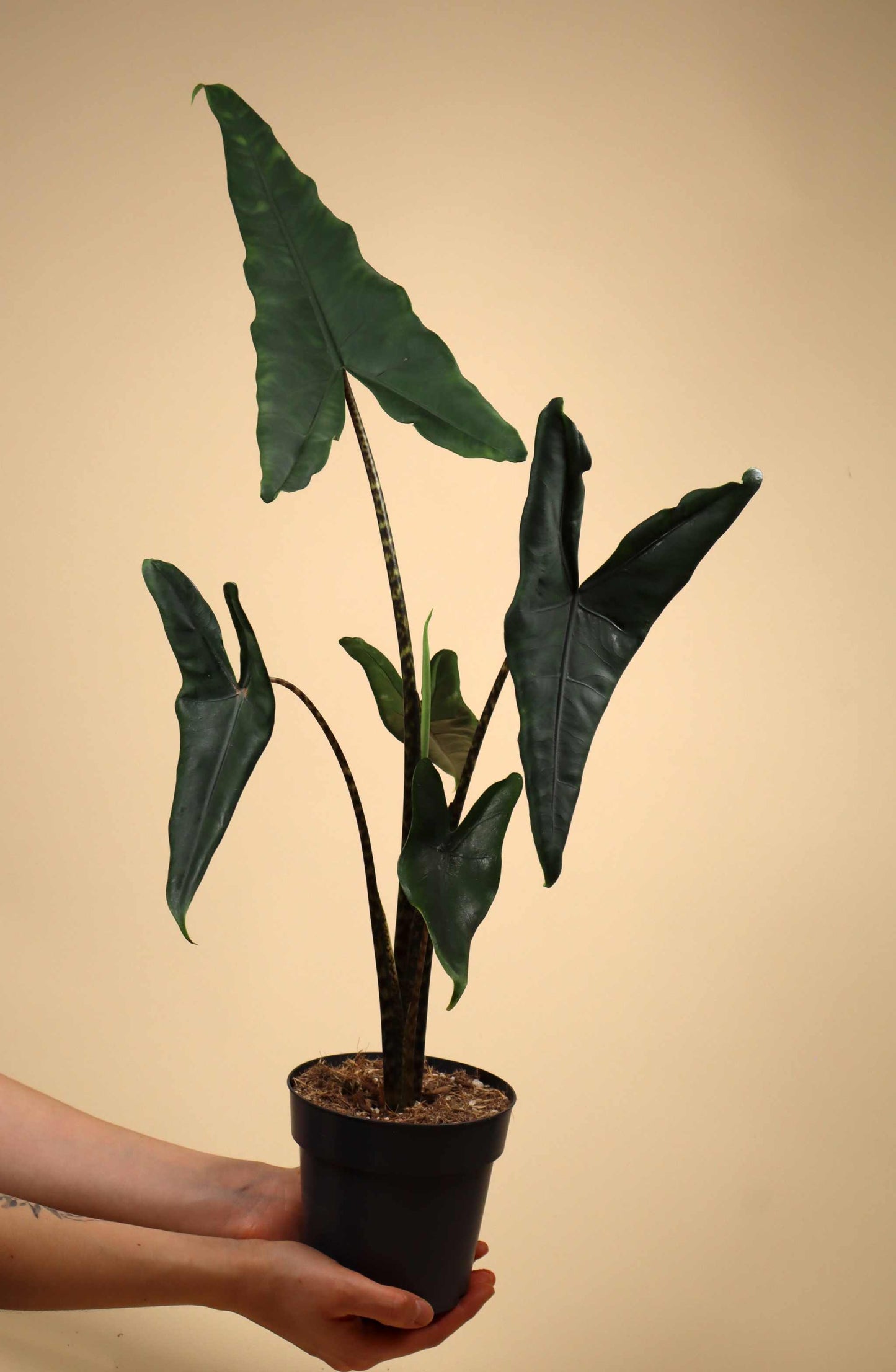 Alocasia zebrina 'tigrina superba'