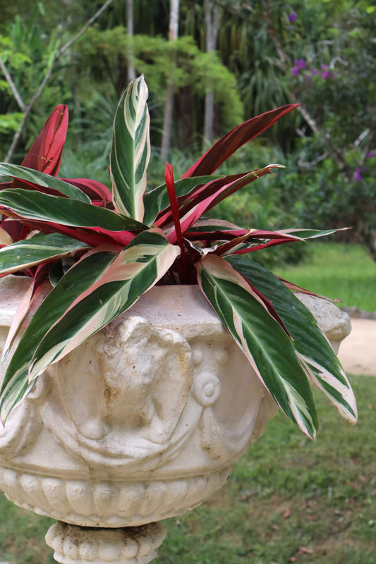 Stromanthe sanguinea 'Triostar' (Broken tops)
