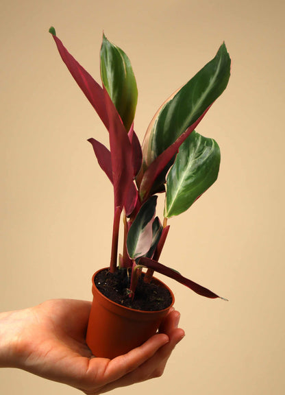 Stromanthe sanguinea 'Triostar' (Gebrochene Spitzen)