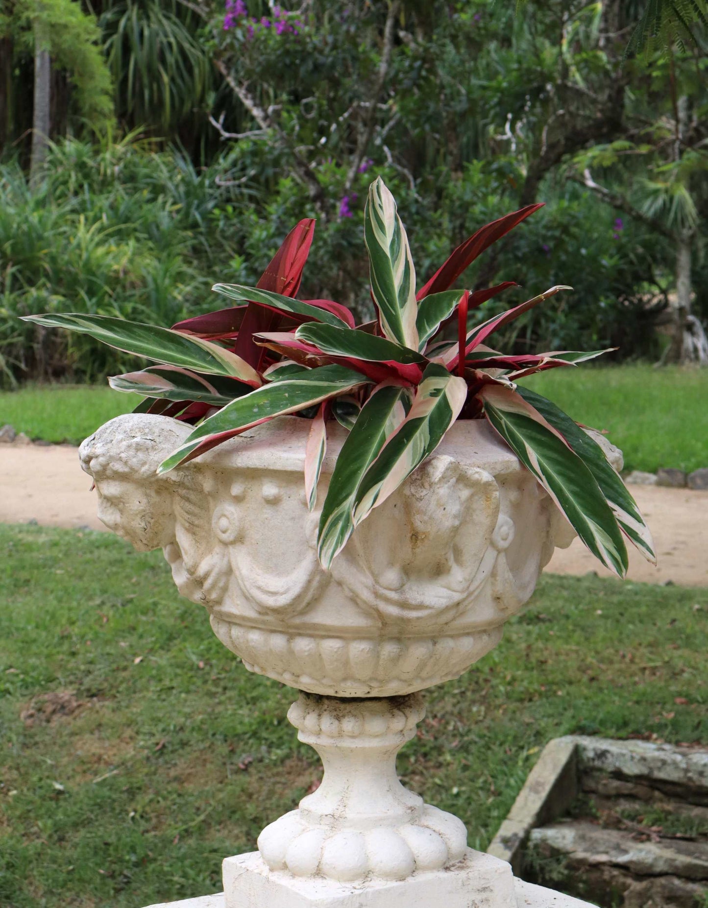 Stromanthe sanguinea 'Triostar' (Gebrochene Spitzen)