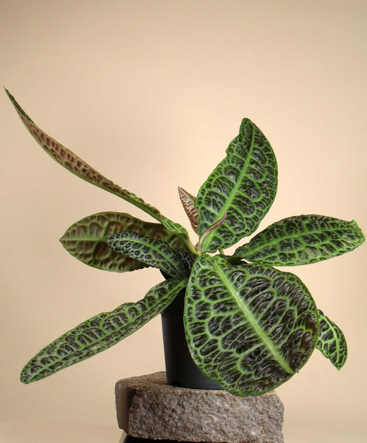 Labisia obtusifolia 'Turtleback'
