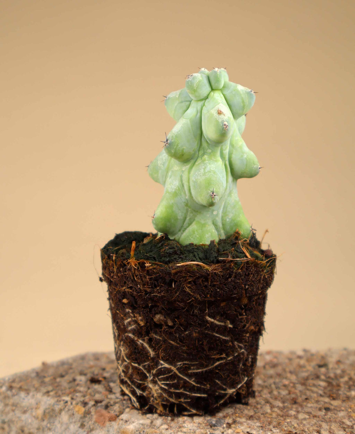 Myrtillocactus geometrizans cv. Fukurokuryuzinboku 'Boobie Cactus'