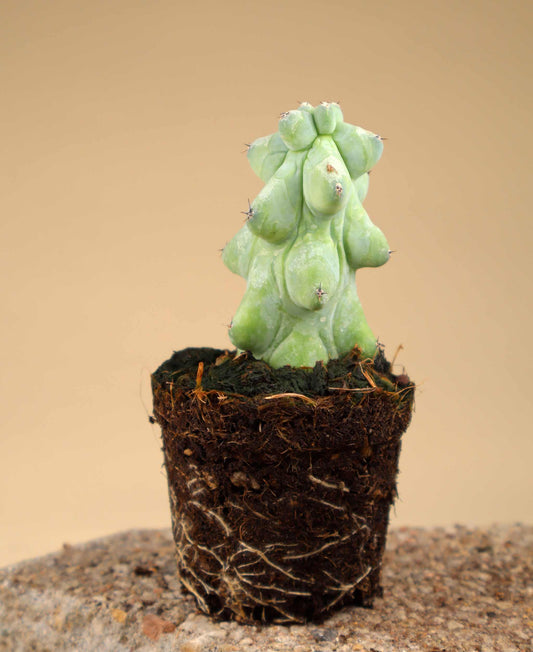 Myrtillocactus geometrizans cv. Fukurokuryuzinboku 'Boobie Cactus'