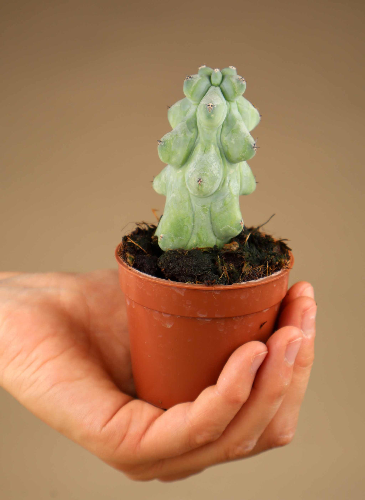 Myrtillocactus geometrizans cv. Fukurokuryuzinboku 'Boobie Cactus'