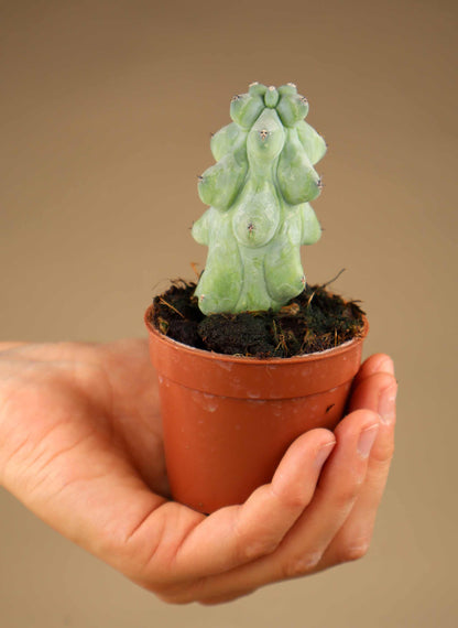 Myrtillocactus geometrizans cv. Fukurokuryuzinboku 'Boobie Cactus'