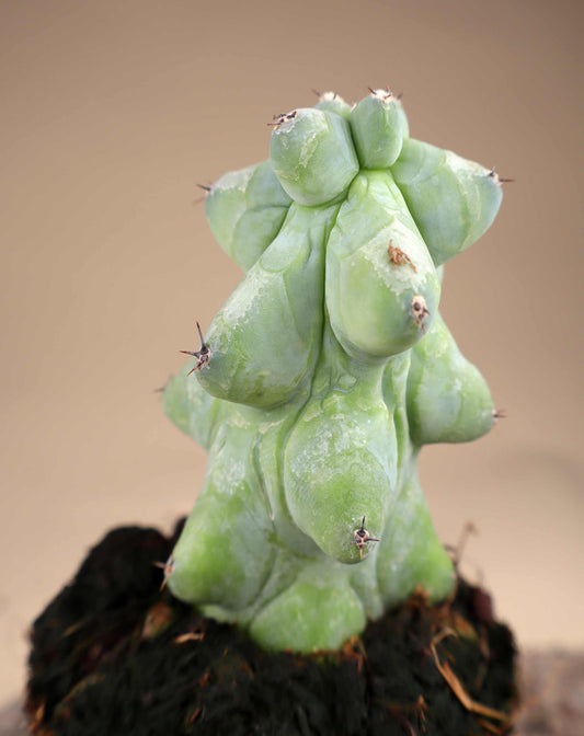 Myrtillocactus geometrizans cv. Fukurokuryuzinboku 'Boobie Cactus'