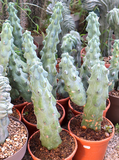 Myrtillocactus geometrizans cv. Fukurokuryuzinboku 'Boobie Cactus'