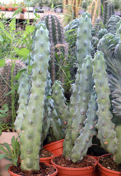 Myrtillocactus geometrizans cv. Fukurokuryuzinboku 'Boobie Cactus'