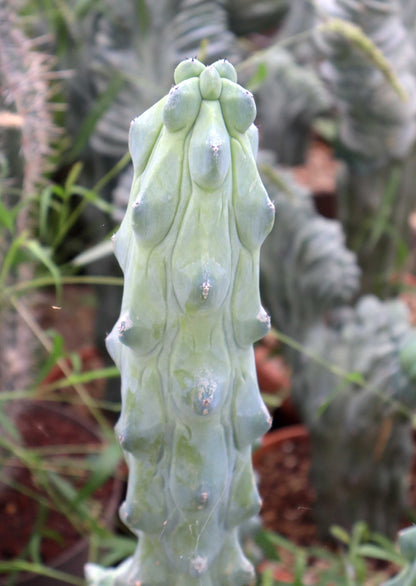 Myrtillocactus geometrizans cv. Fukurokuryuzinboku 'Boobie Cactus'
