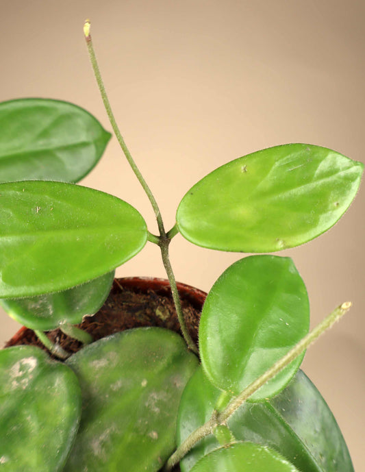 Hoya vangviengiensis