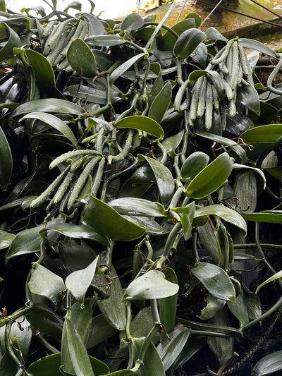 vaniljorkidé inomhus