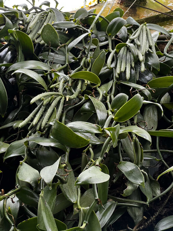 vaniljorkidé inomhus